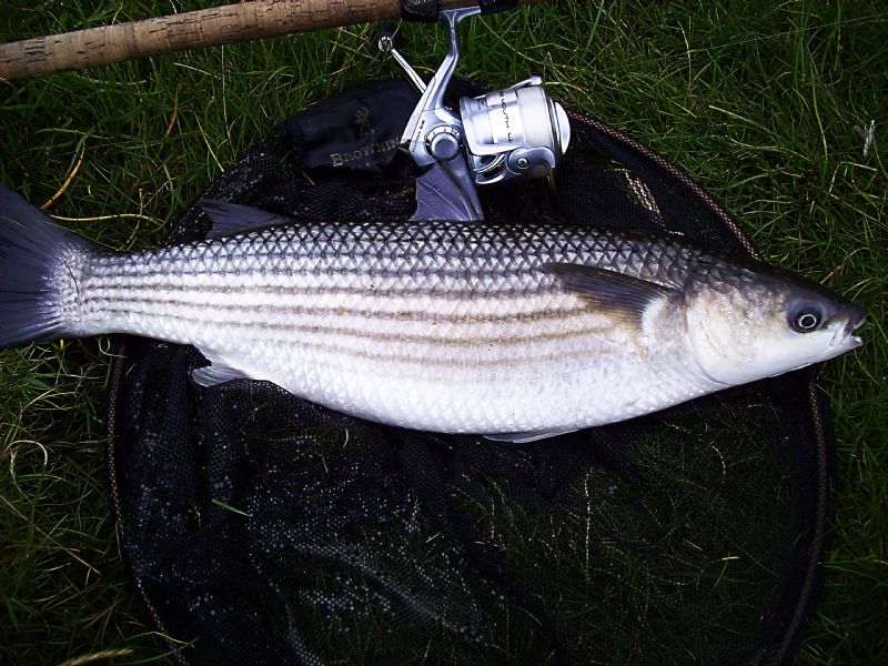Grey Mullet, catching mullet, how to catch irish mullet